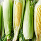Ears of sweet corn